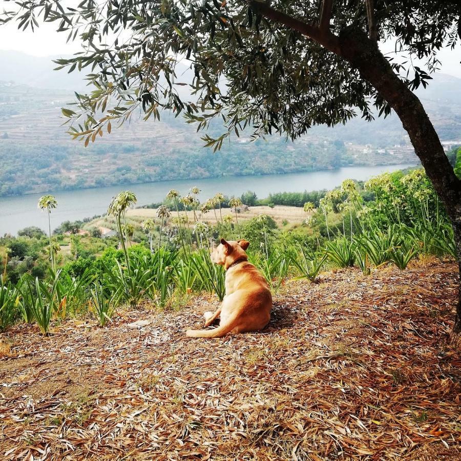Casa Da Mouta - Douro Valley ไบเยา ภายนอก รูปภาพ